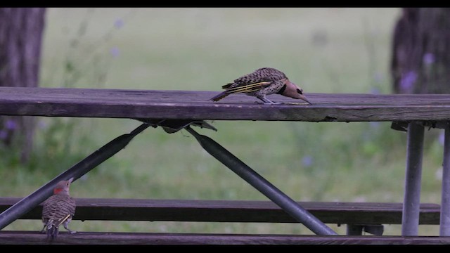 ハシボソキツツキ（auratus／luteus） - ML549074361