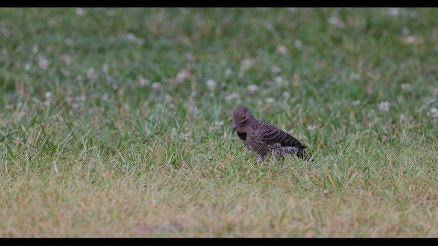 gullspett (auratus/luteus) - ML549074411