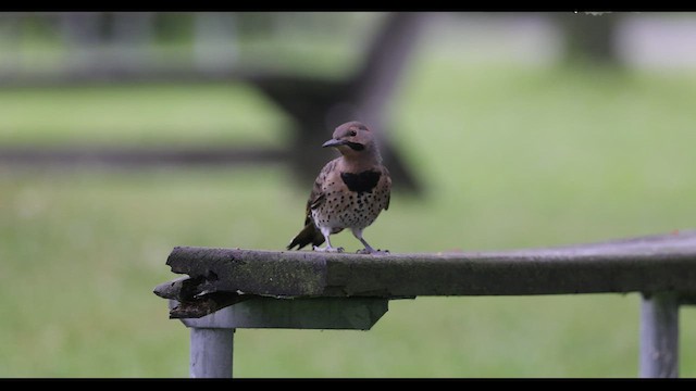 Northern Flicker (Yellow-shafted) - ML549074441