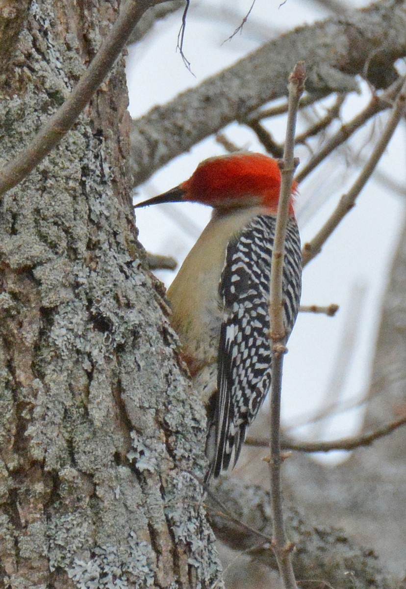 Red-bellied Woodpecker - ML549074541