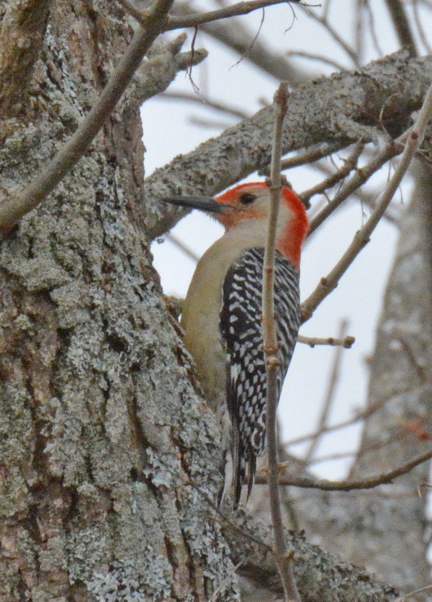 Red-bellied Woodpecker - ML549074551