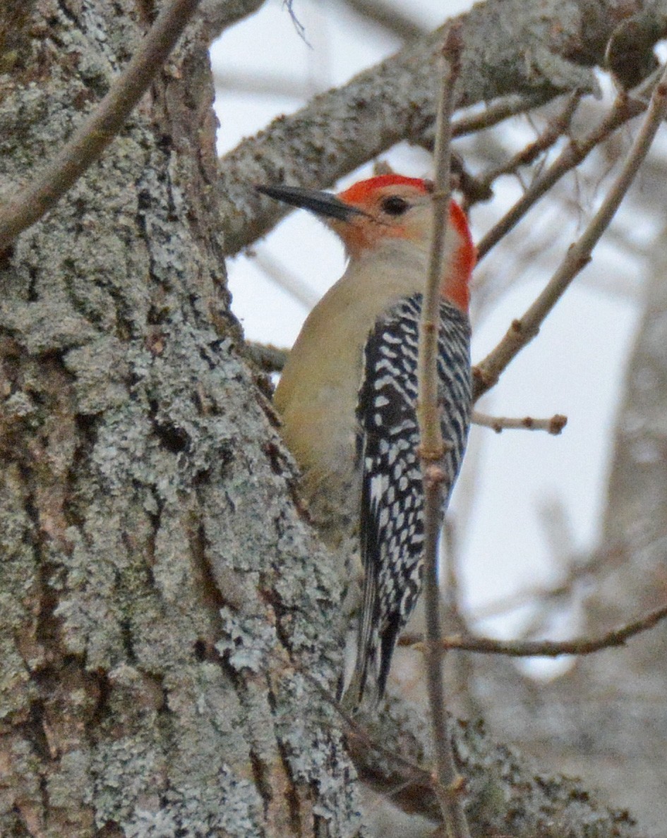 Red-bellied Woodpecker - ML549074561