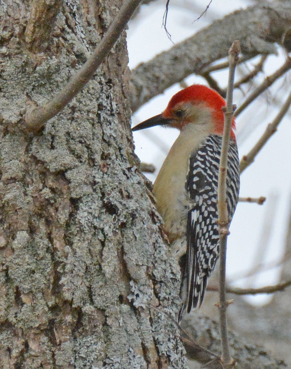 Red-bellied Woodpecker - ML549074571