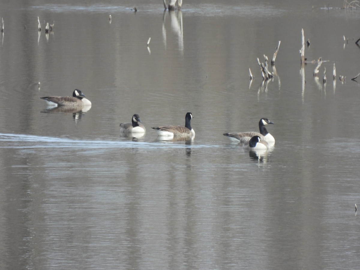 Canada Goose - ML549074781