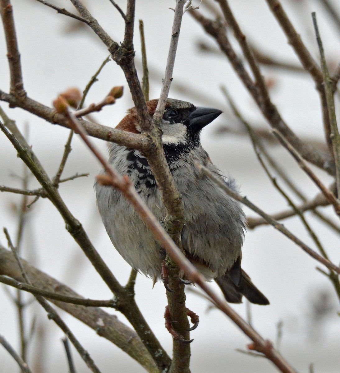 House Sparrow - ML549075181