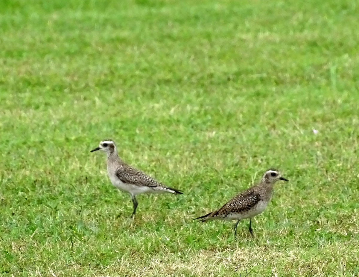 American Golden-Plover - ML549075591