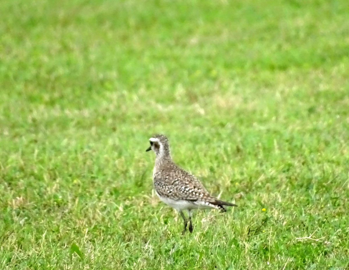 American Golden-Plover - ML549075601