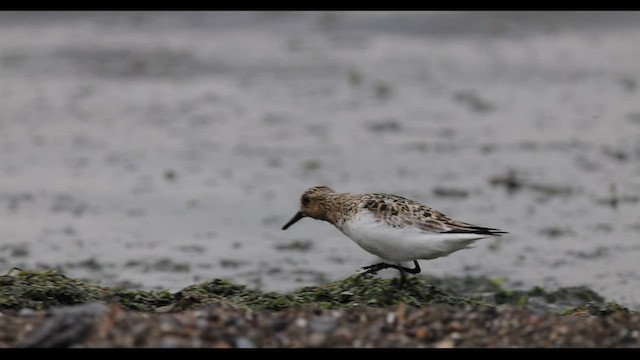 Bécasseau sanderling - ML549076161