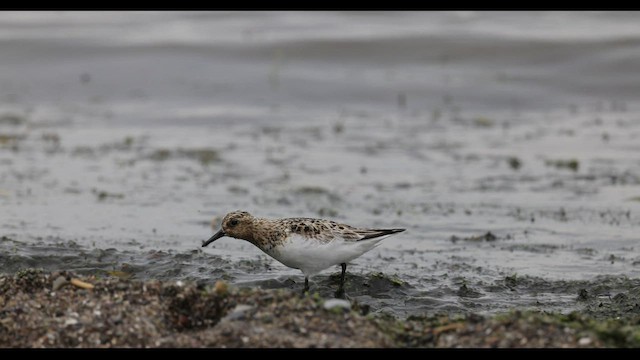 Sanderling - ML549076171