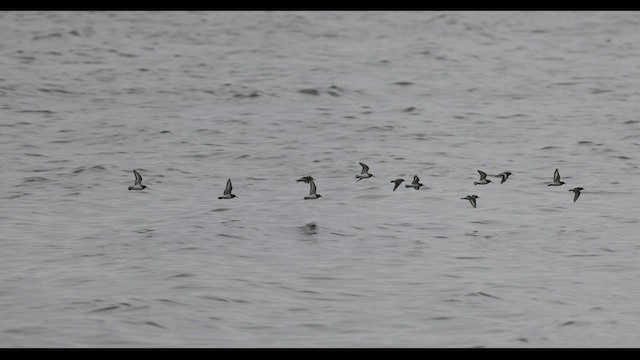 Bécasseau sanderling - ML549076421