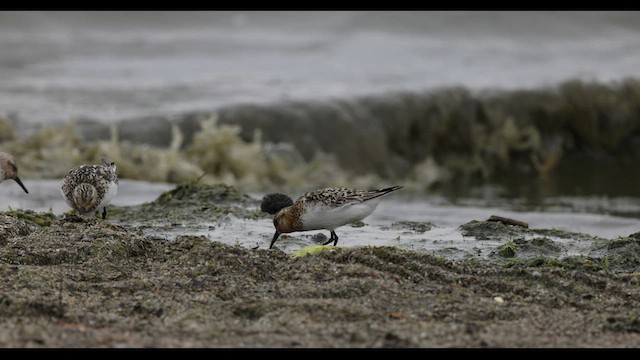 Sanderling - ML549076561