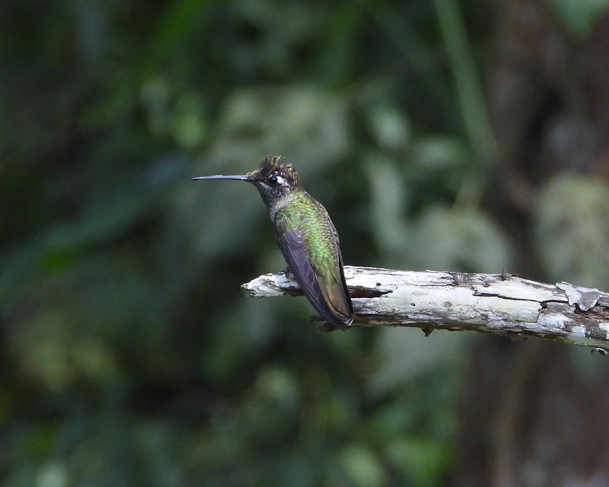 Rivoli's Hummingbird - ML549076911