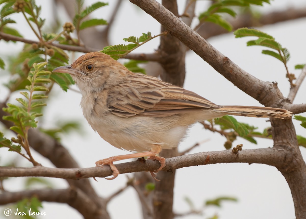 Rattling Cisticola - ML549077311