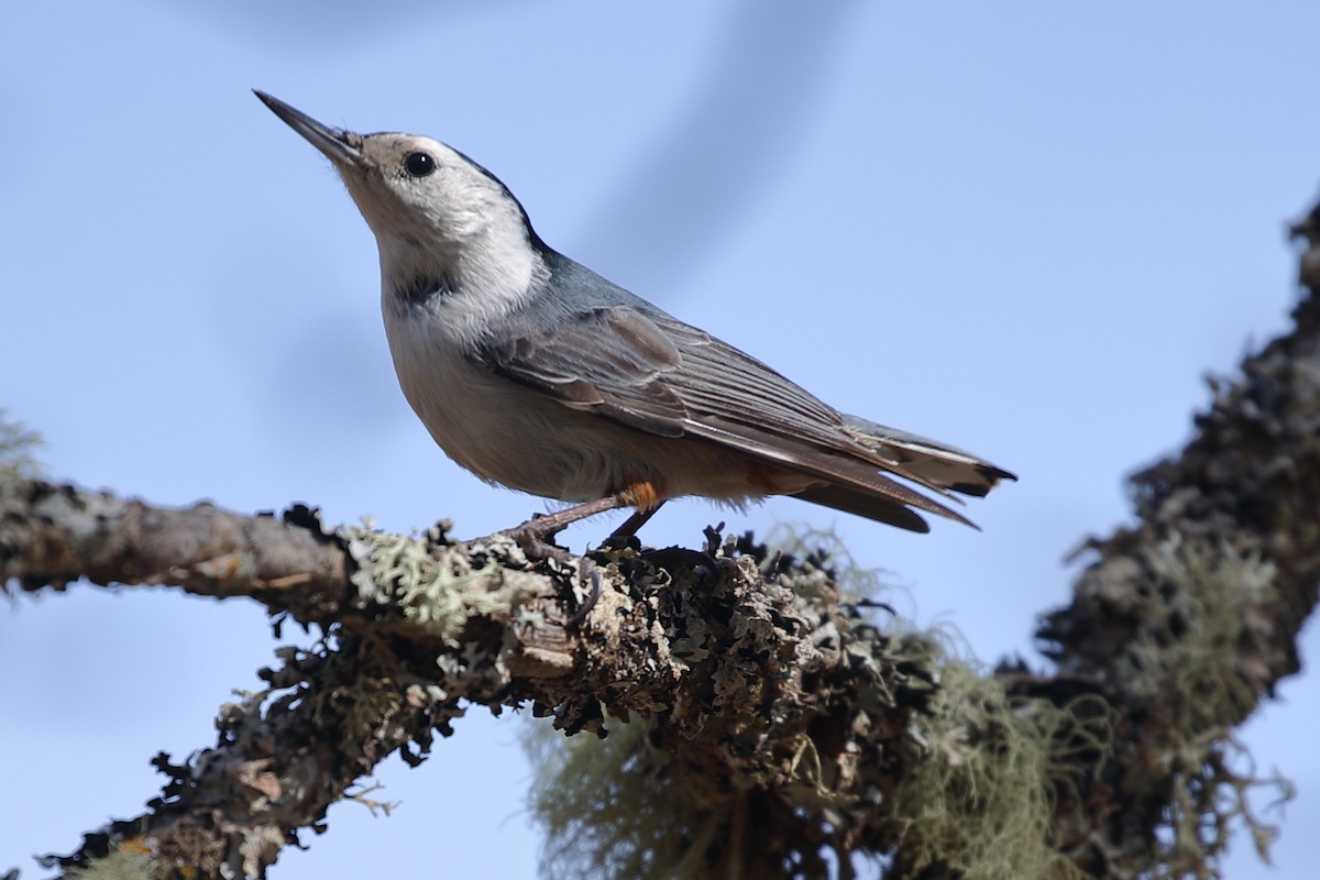 White-breasted Nuthatch - Ed McVicker