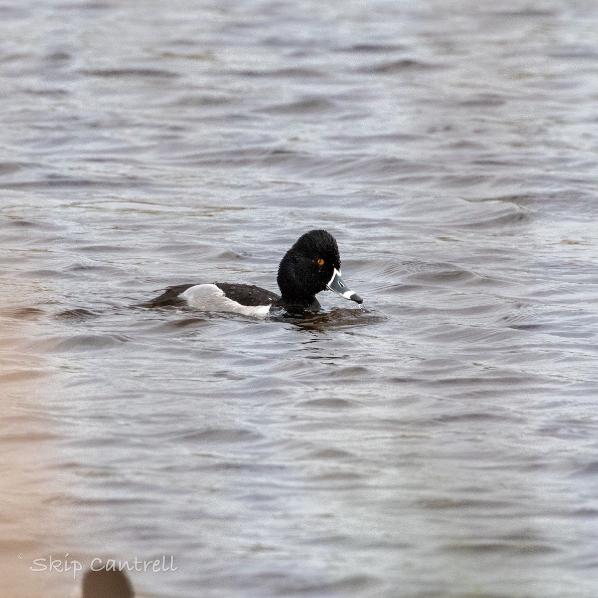 Ring-necked Duck - ML549077741