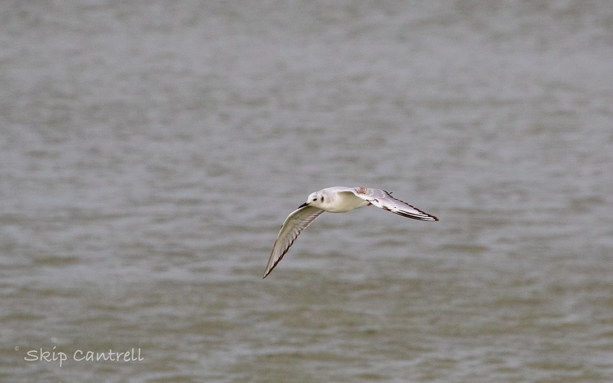 Bonaparte's Gull - ML549078521