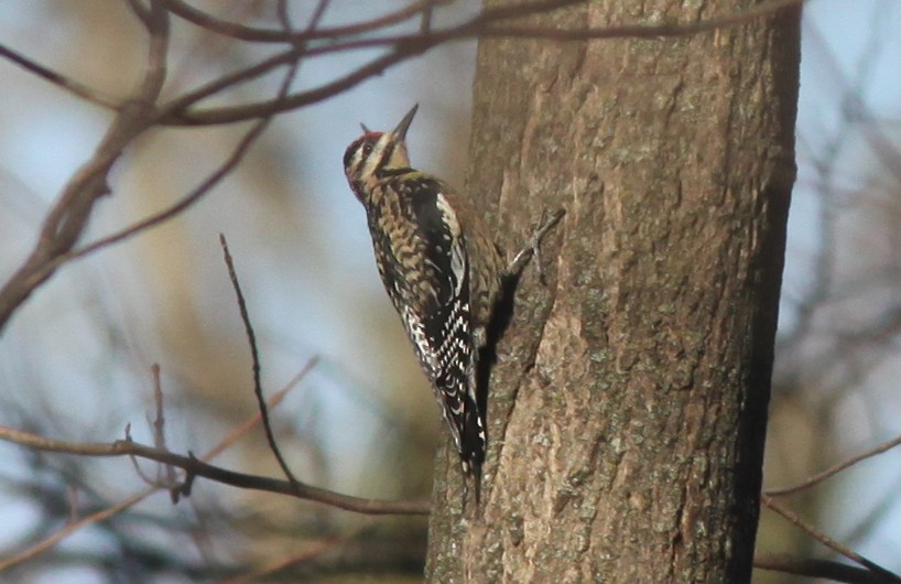 Yellow-bellied Sapsucker - ML549079481