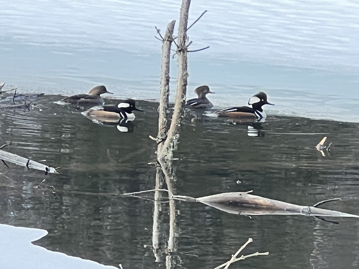 Hooded Merganser - ML549079601