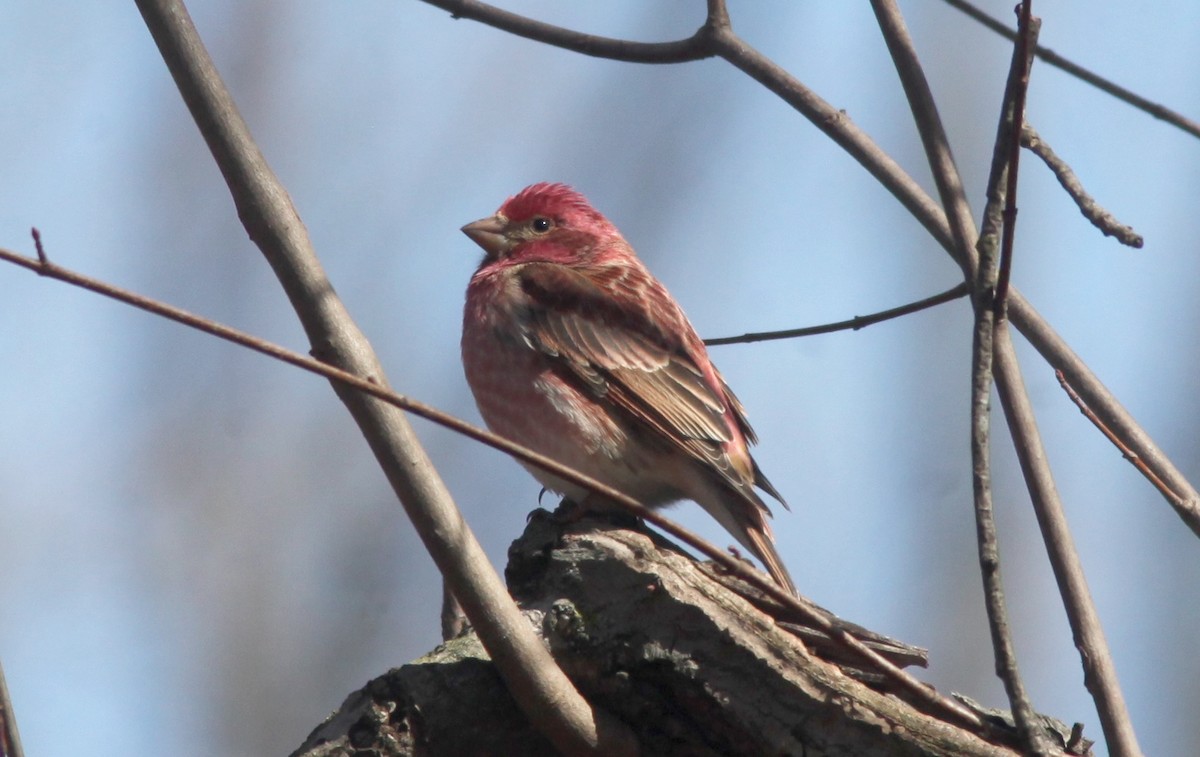 Purple Finch - ML549080241