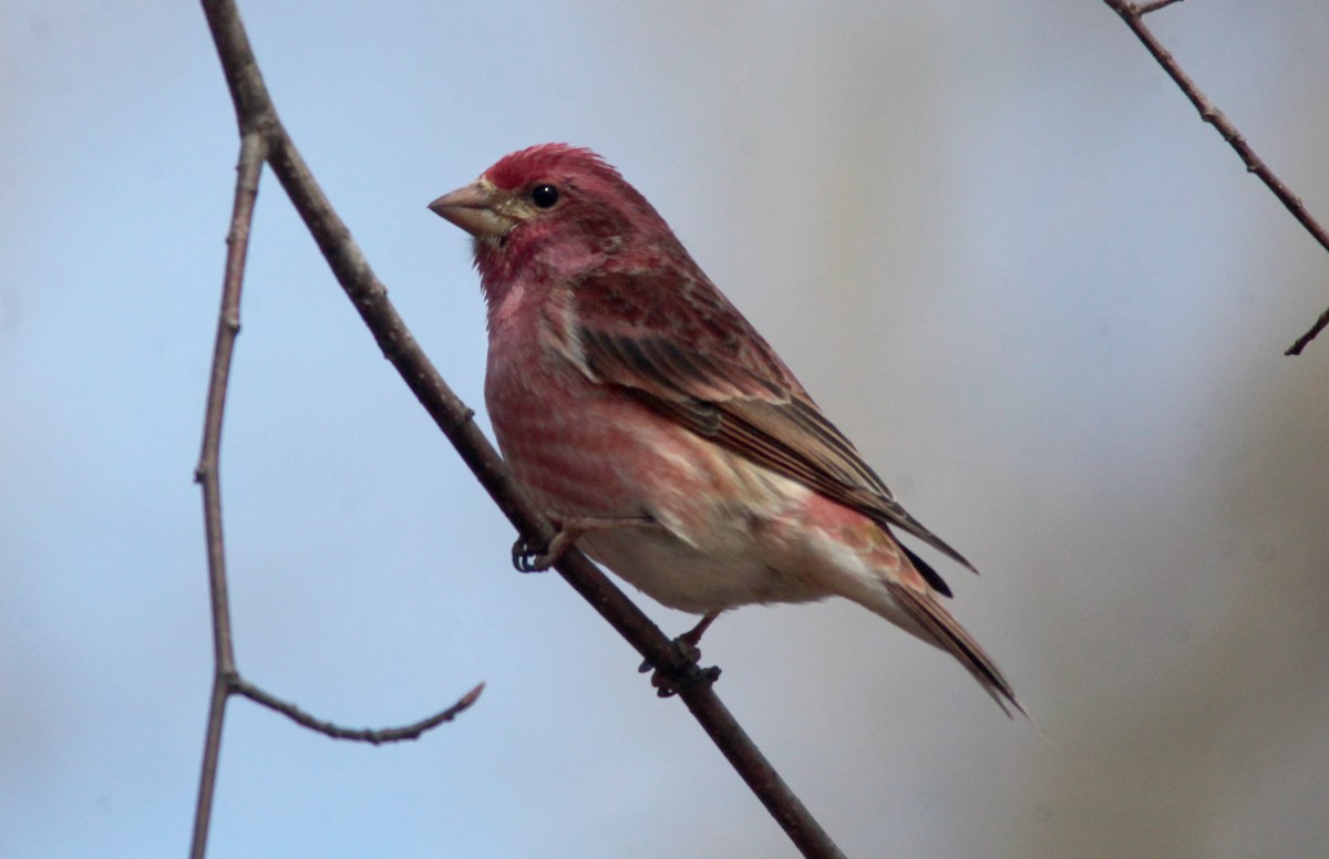 Purple Finch - Tom Smith