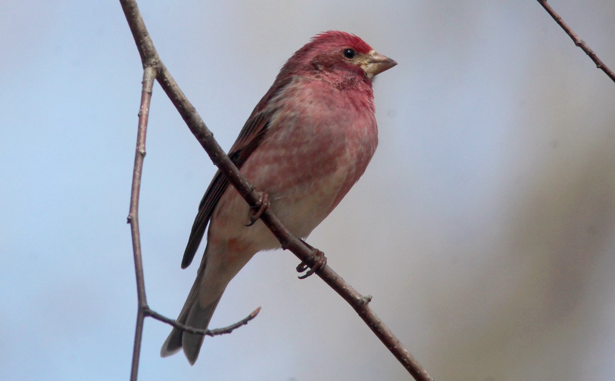 Purple Finch - Tom Smith