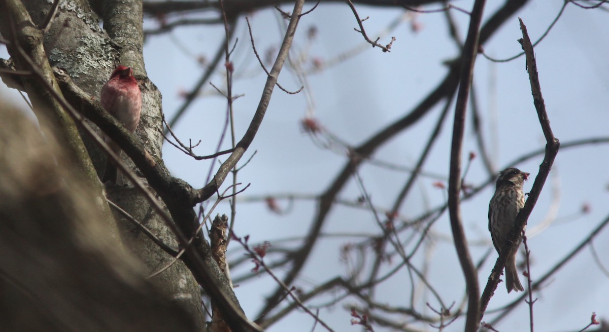 Purple Finch - ML549080381