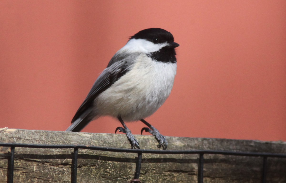 Black-capped Chickadee - ML549080431