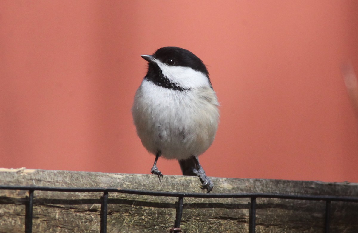 Black-capped Chickadee - ML549080441