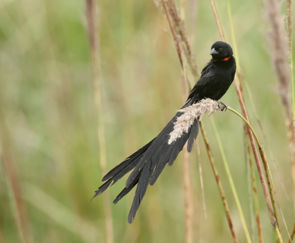 Red-collared Widowbird - Garret Skead