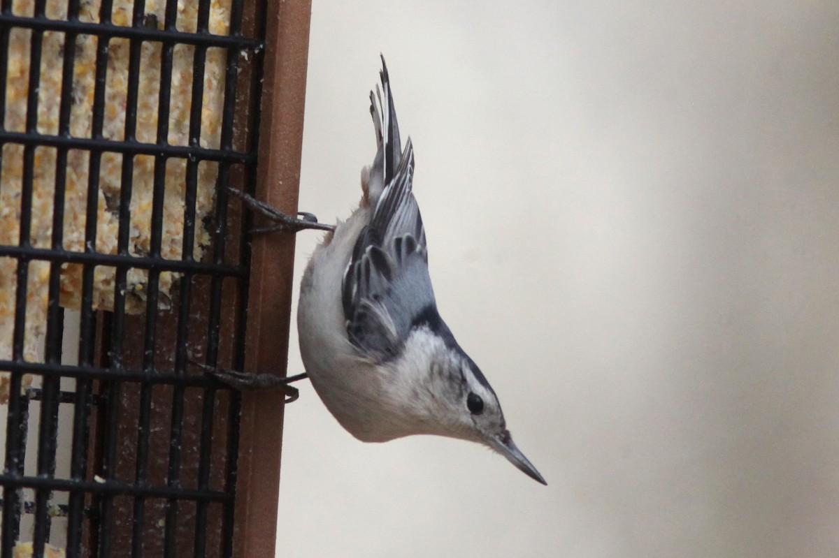 White-breasted Nuthatch - ML549080491