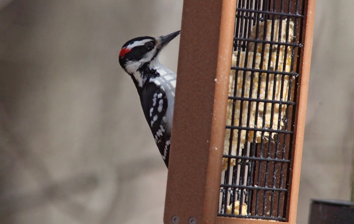 Hairy Woodpecker - ML549080511