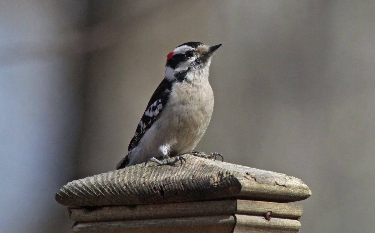 Downy Woodpecker - ML549080521