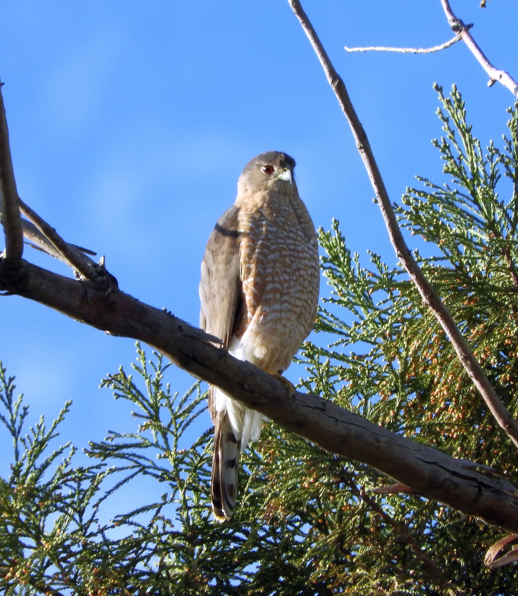 Cooper's Hawk - ML549080571