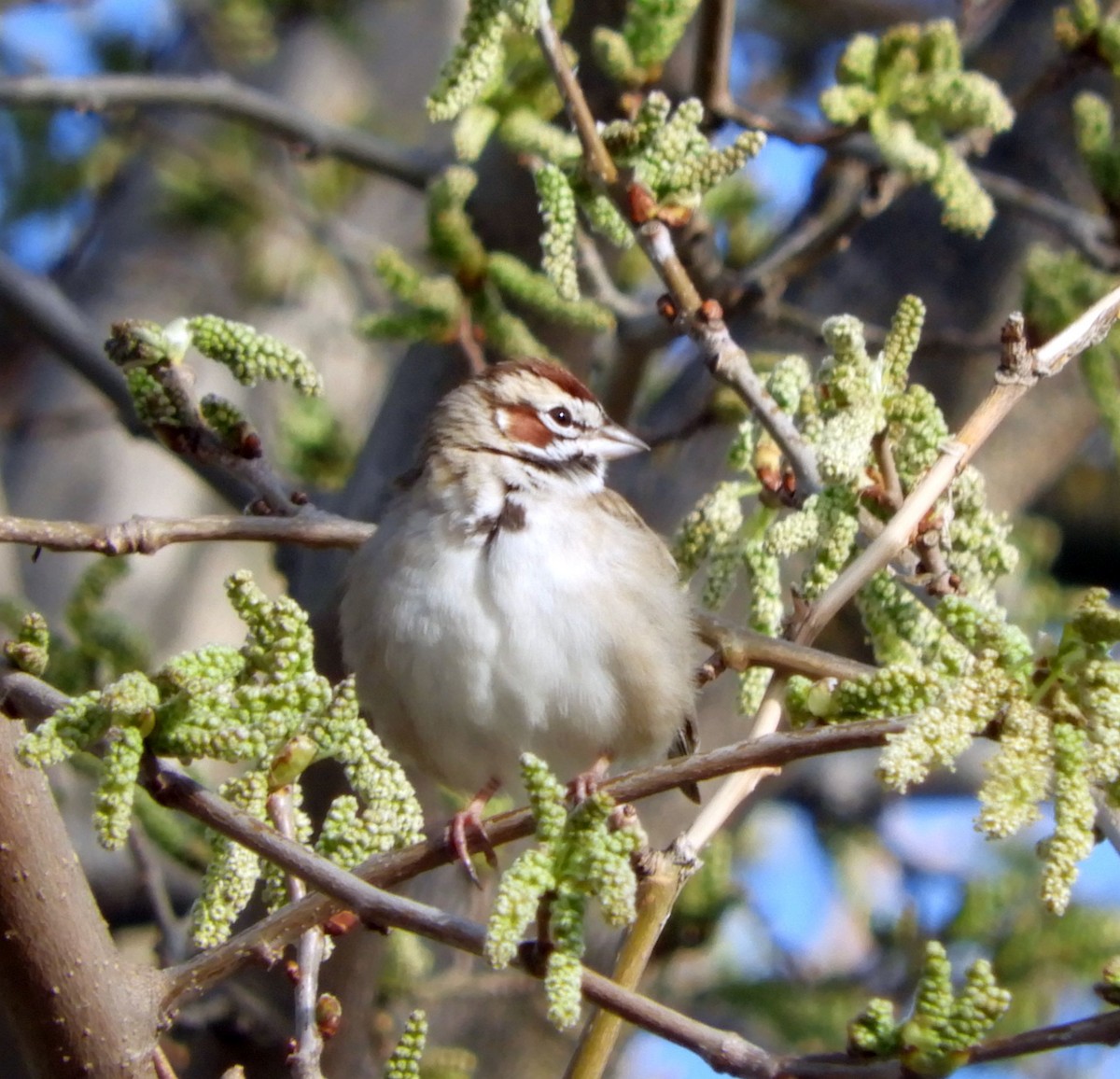 Lark Sparrow - Ken Schneider