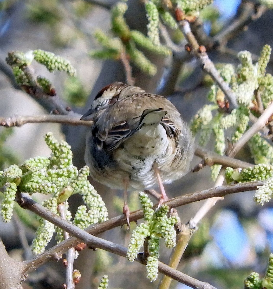 Lark Sparrow - Ken Schneider