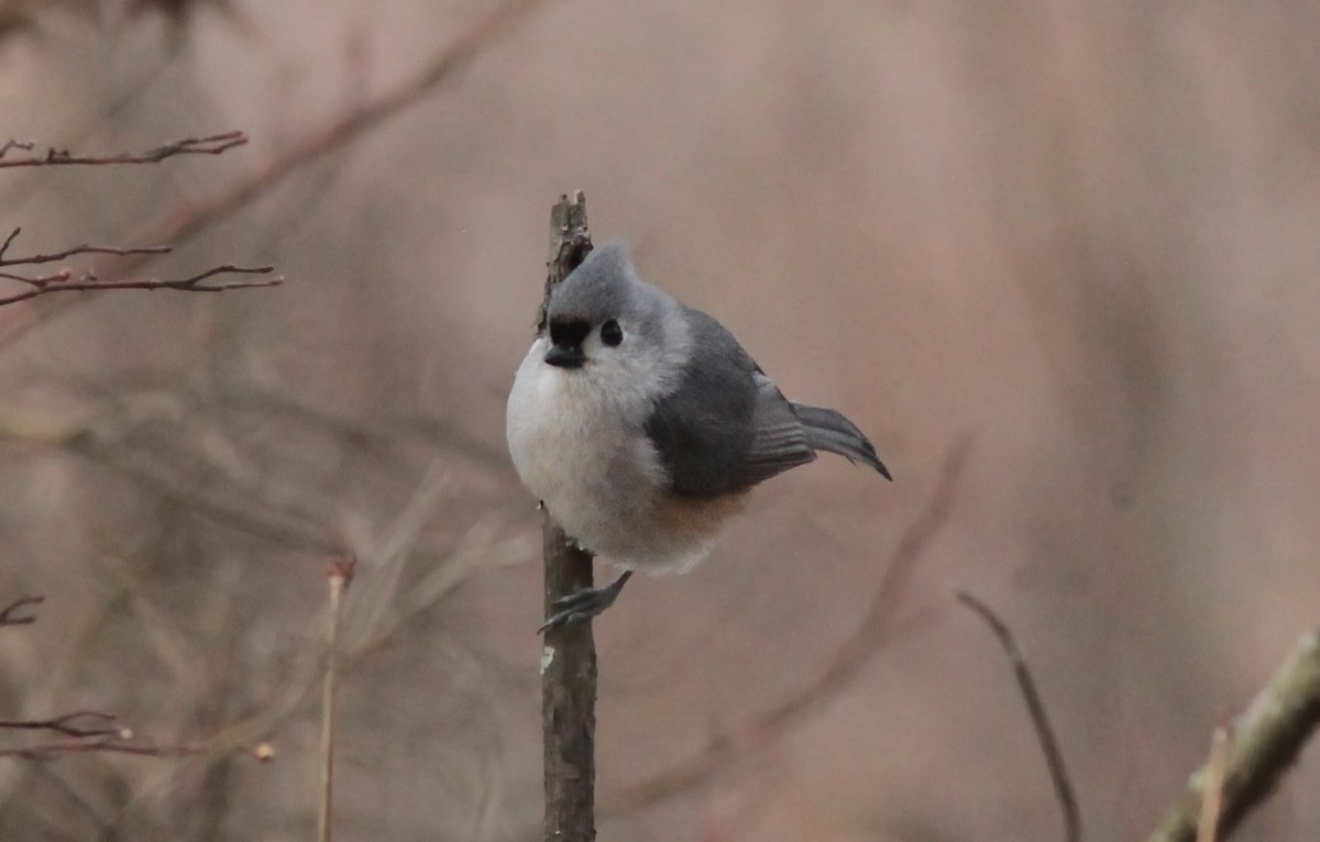 Tufted Titmouse - ML549081341