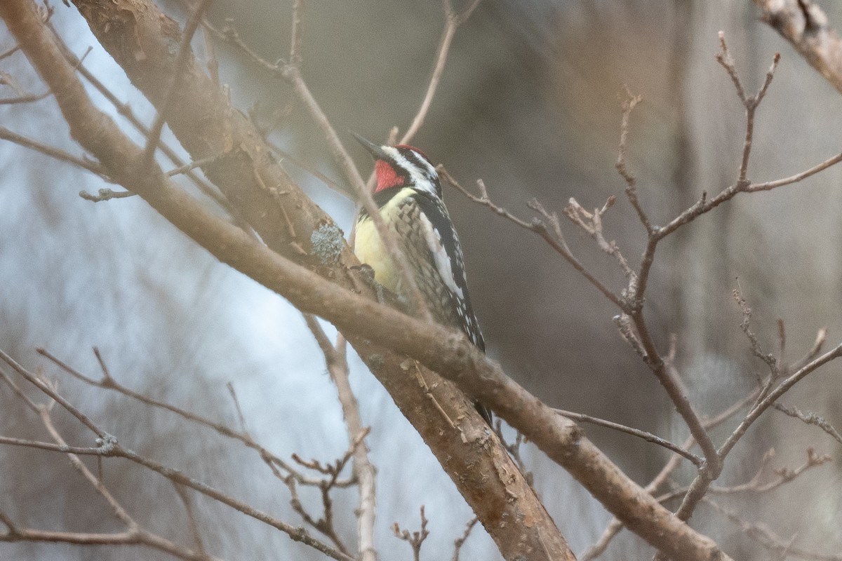 Yellow-bellied Sapsucker - ML549081561