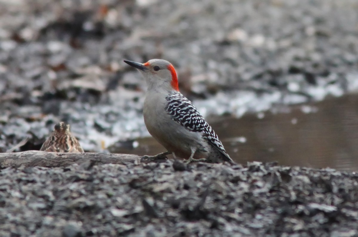 Red-bellied Woodpecker - ML549081591