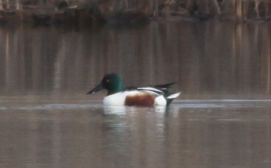 Northern Shoveler - ML549081981