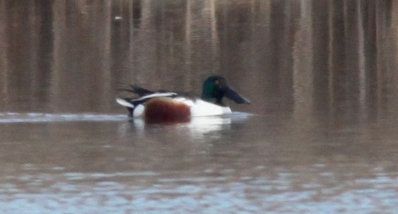 Northern Shoveler - ML549081991