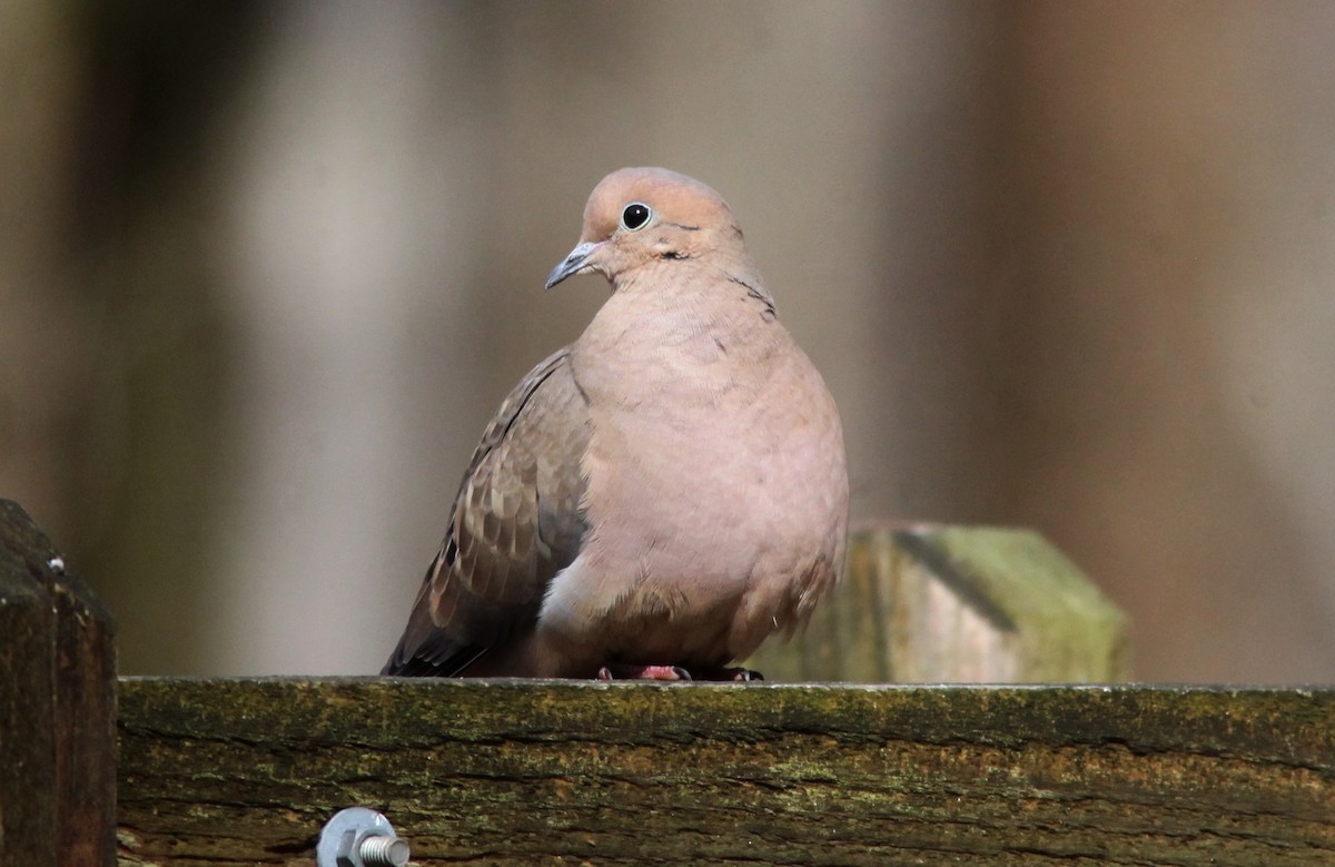 Mourning Dove - ML549082131