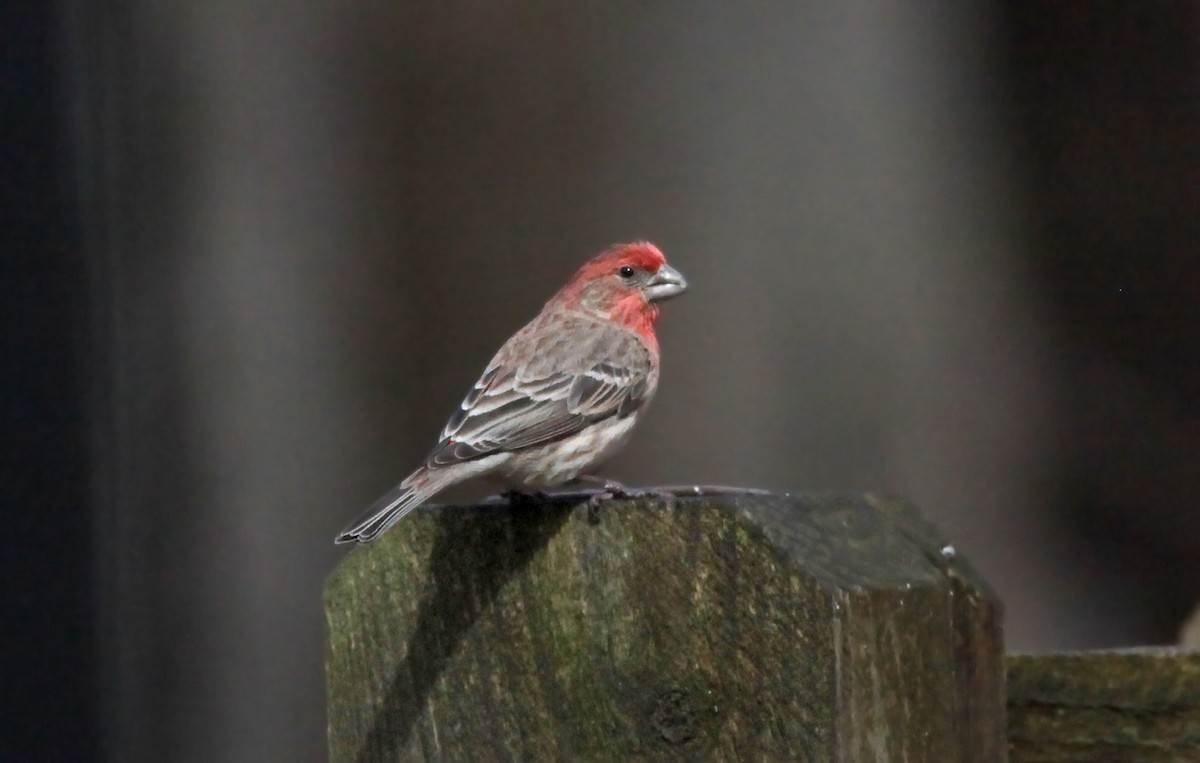 House Finch - Tom Smith