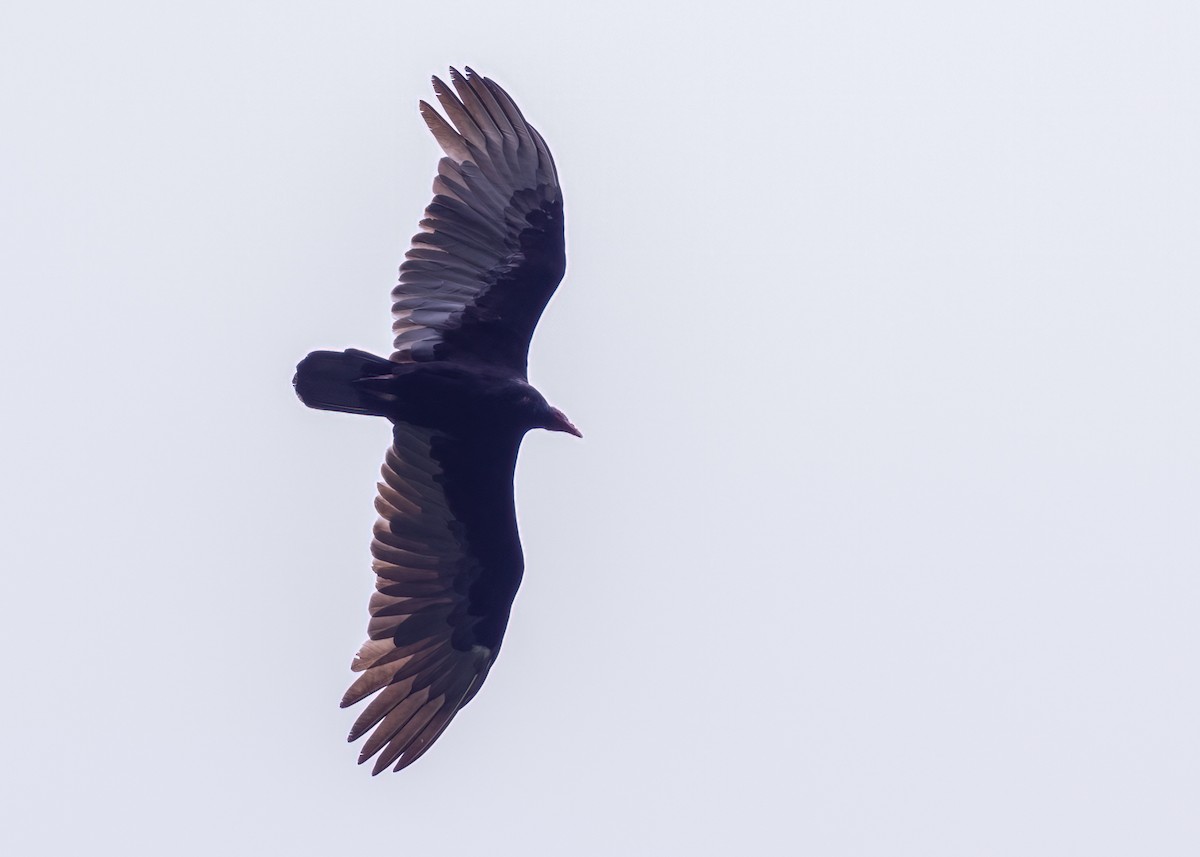 Turkey Vulture - ML549082261