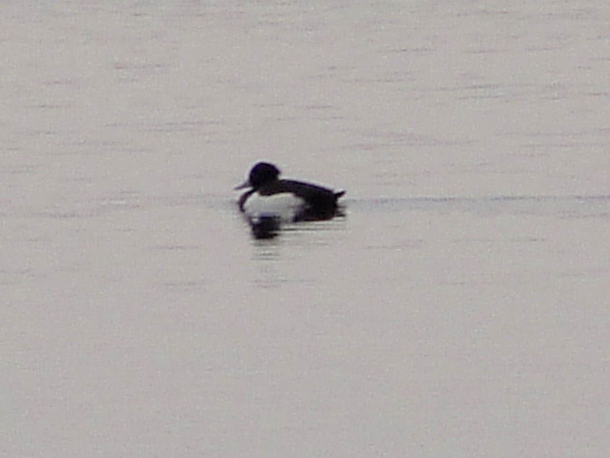 Tufted Duck - John Shamgochian