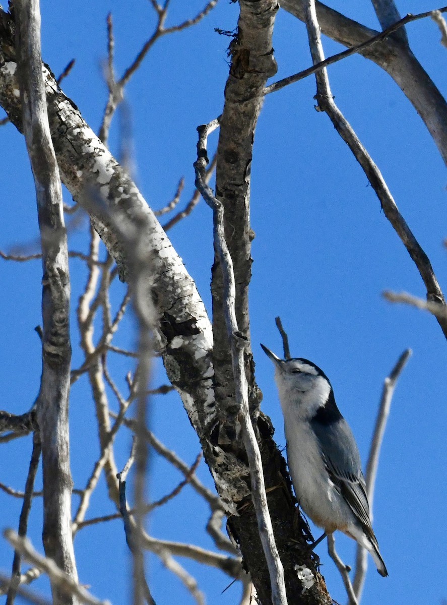 White-breasted Nuthatch - ML549083741