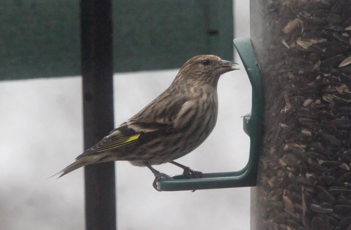 Pine Siskin - ML549084271