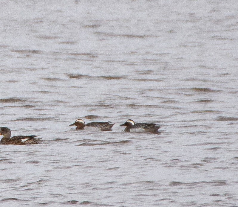 Cerceta Carretona - ML549084851