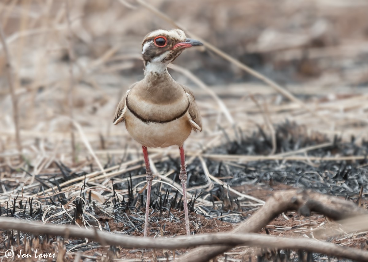 Bronze-winged Courser - ML549085961