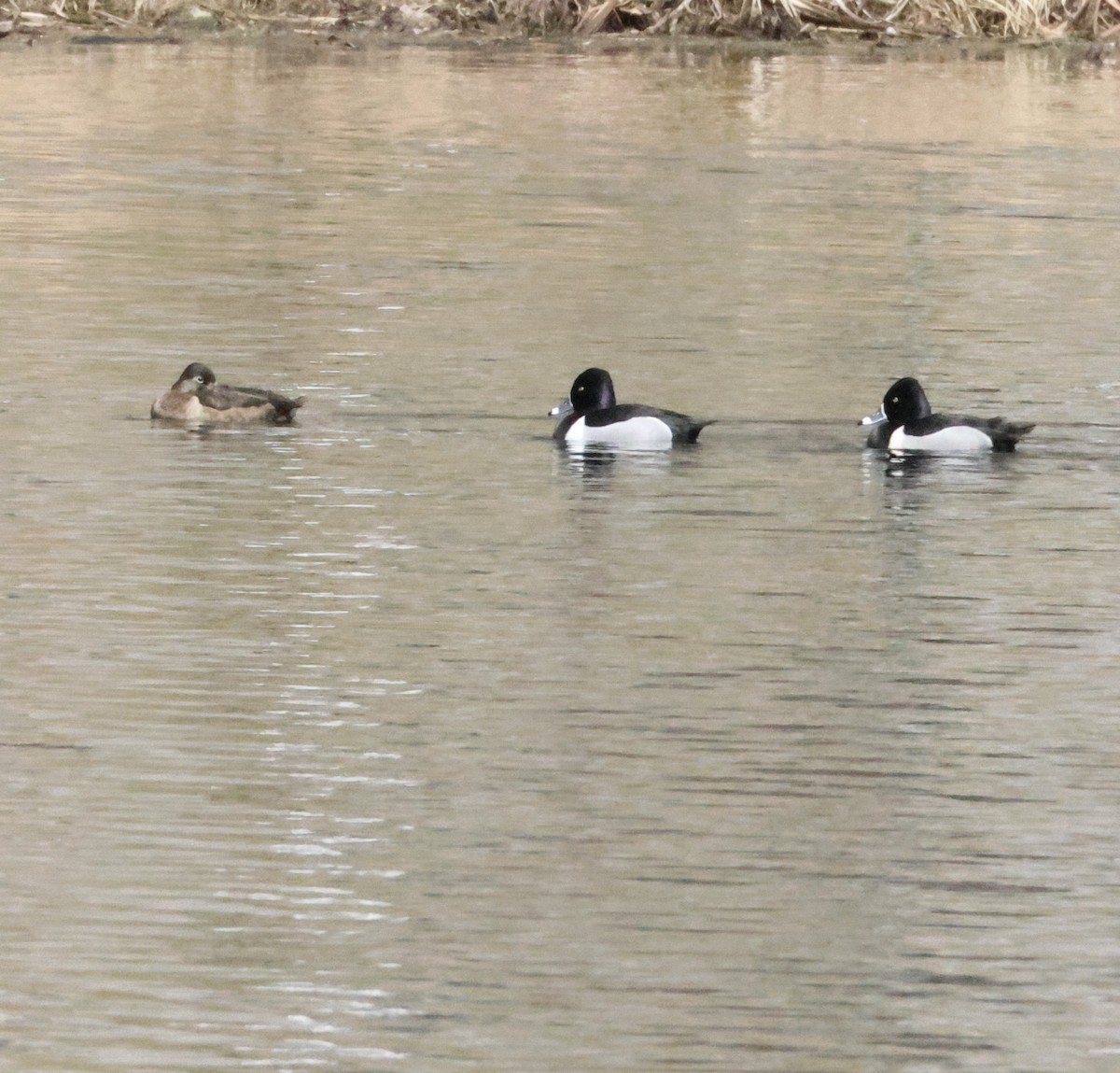 Ring-necked Duck - ML549087551