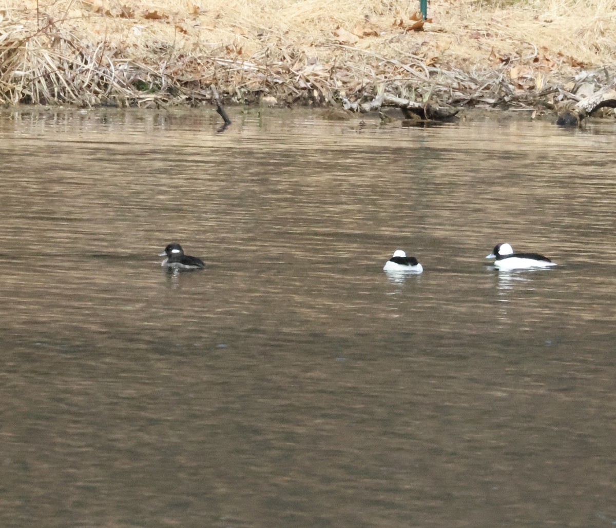 Bufflehead - ML549088181